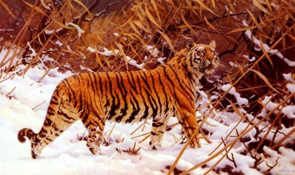 Siberischer Tiger In Einer Schneelandschaft